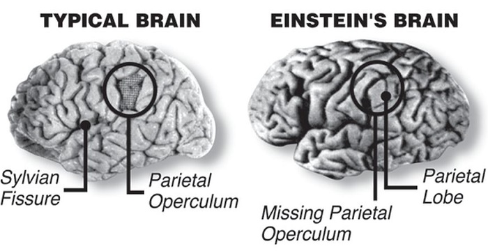 The Mystery Of Albert Einstein S Brain Revealed